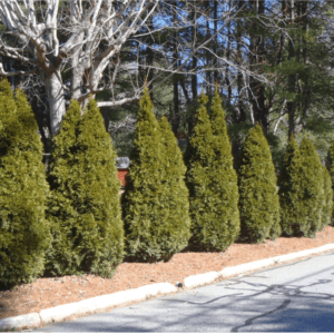Thuja occidentalis