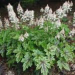 Tiarella cordifolia 'Oakleaf'