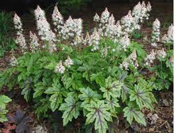 Tiarella cordifolia 'Oakleaf'