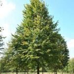 Tilia cordata 'Greenspire'