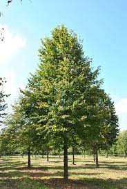 Tilia cordata 'Greenspire'