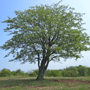 Ulmus americana 'Jefferson'