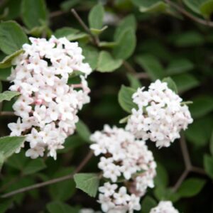 VIBURNUM carlesii