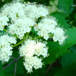 C:\Users\SALES\OneDrive\Desktop\Native Nursery\VIBURNUM dentatum.png