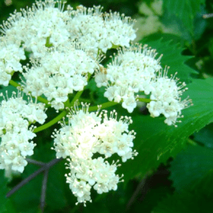C:\Users\SALES\OneDrive\Desktop\Native Nursery\VIBURNUM dentatum.png