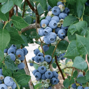 vaccinum