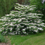 Viburnum_Mariesii