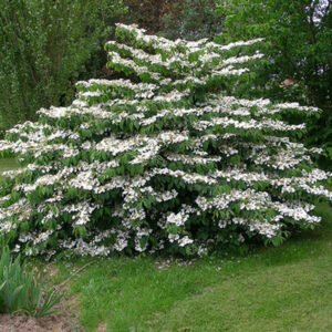 Viburnum_Mariesii