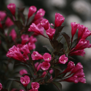 WEIGELA florida 'Wine & Roses'