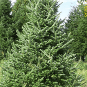 abies fraseri