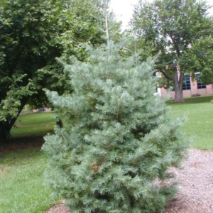 abies white fir