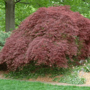 Acer Palmatum Japanese Maple 'Tamukeyama' (Size: 3-4')