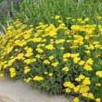 achillea moonshine