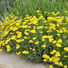 achillea moonshine