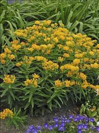 asclepias