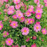 aster woods pink