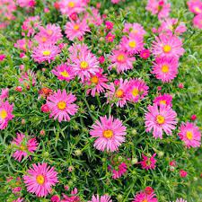 aster woods pink