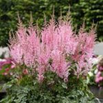 astilbe