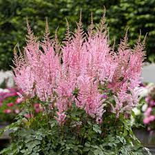 astilbe