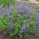 baptisia