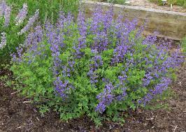 baptisia