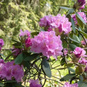 catawba-rhododendron-