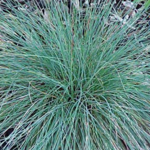 festuca glauca