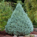 juniperus s. 'whichita blue'