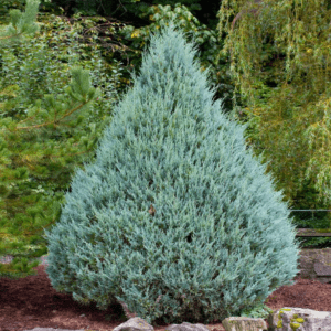 juniperus s. 'whichita blue'