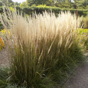 Calamagrostis × acutiflora 'Karl Foerster'