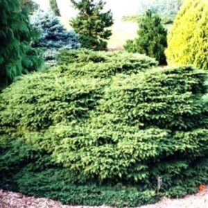 PICEA abies