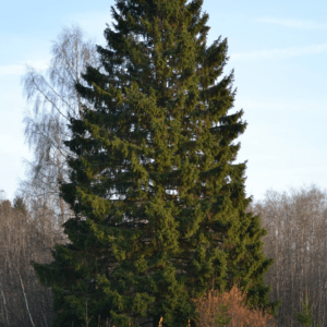 Picea Abies 'Norway Spruce' (Size: 5-6')