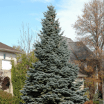picea pungens 'baby blue'