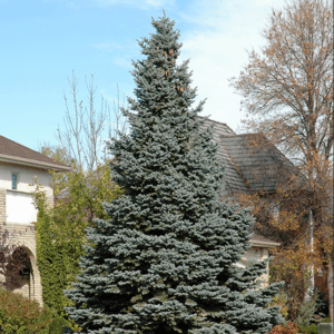 picea pungens 'baby blue'