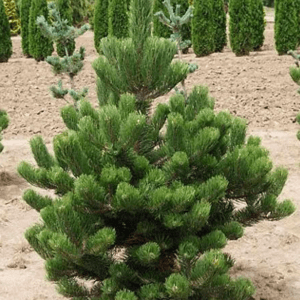 pinus nigra