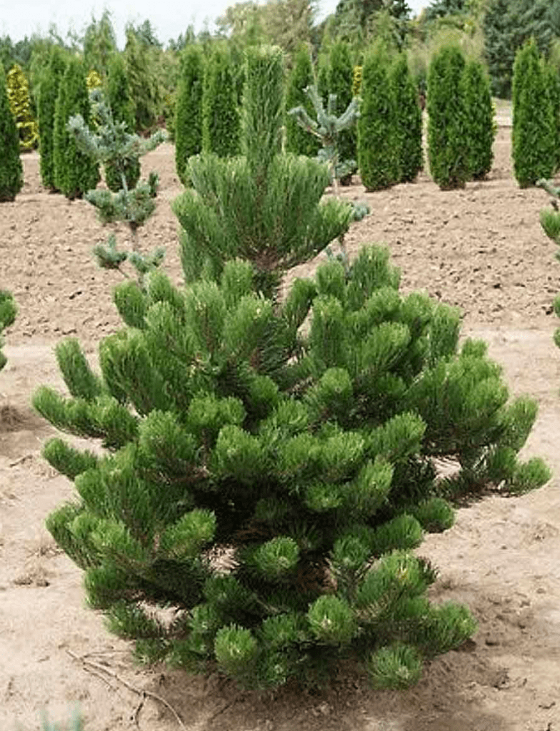 Pinus Nigra European Black Pine ‘Austrian Pine’ (Size: 6-7′)