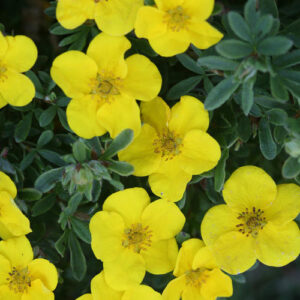 potentilla happy face
