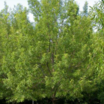 quercus