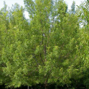 quercus