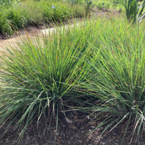 Schizachyrium scoparium 'Standing Ovation'