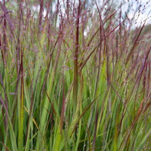 Panicum Virgatum Switchgrass ‘Shenandoah’ (Size: #2)