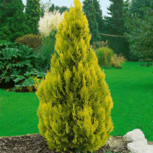 thuja occidentalis 'jantar'